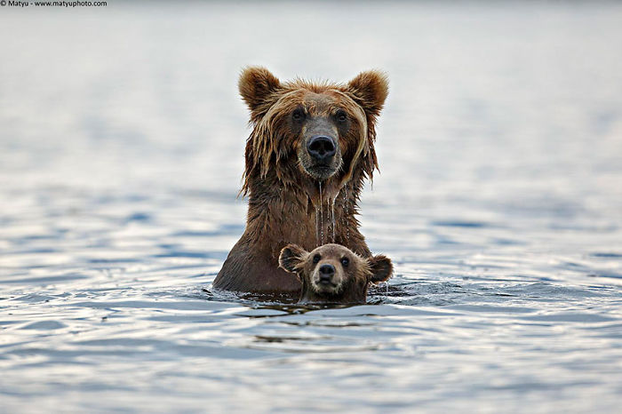 85 Adorable Animal Family Portraits
