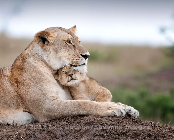 85 Adorable Animal Family Portraits