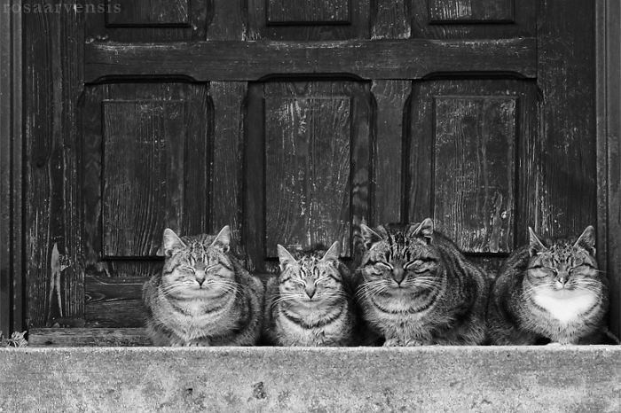 85 Adorable Animal Family Portraits