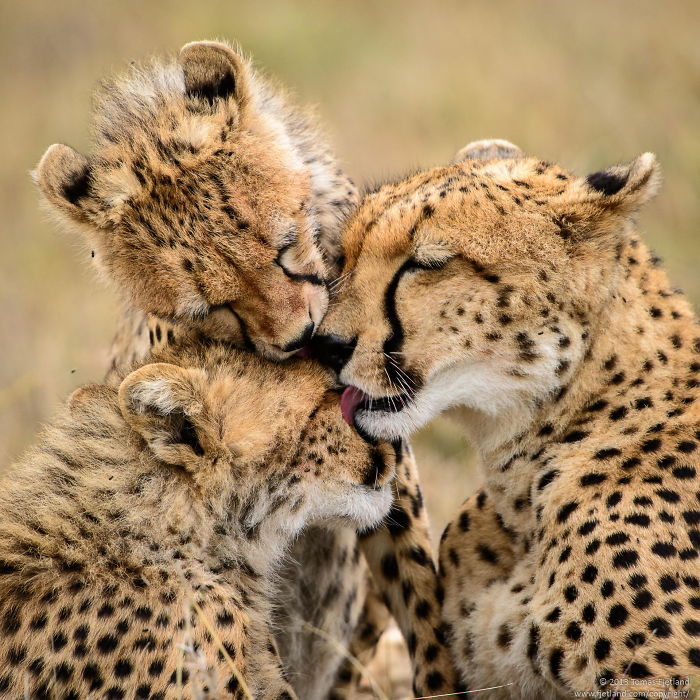 85 Adorable Animal Family Portraits