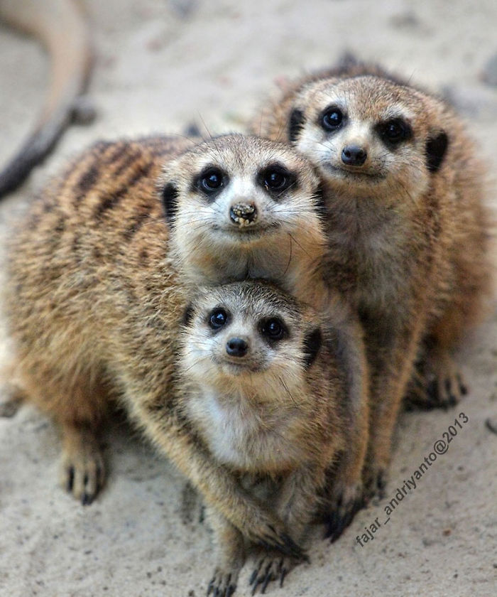 85 Adorable Animal Family Portraits