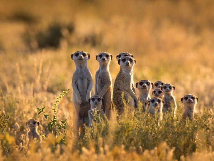85 Adorable Animal Family Portraits