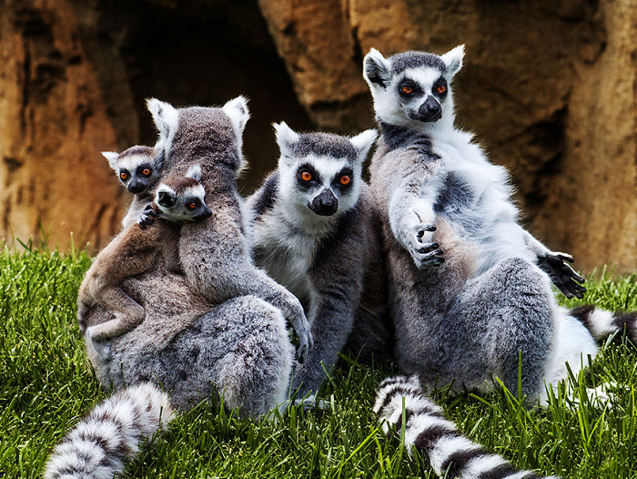 85 Adorable Animal Family Portraits
