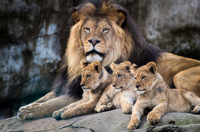 85 Adorable Animal Family Portraits