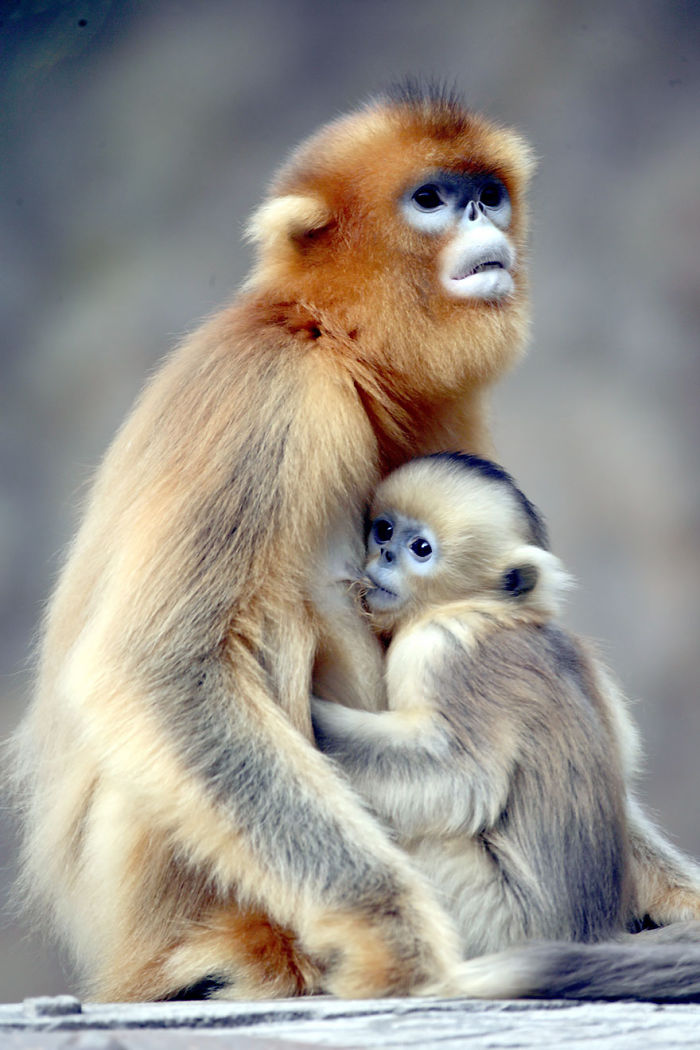 85 Adorable Animal Family Portraits