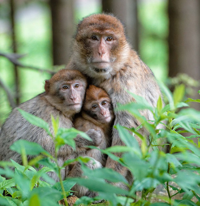 85 Adorable Animal Family Portraits