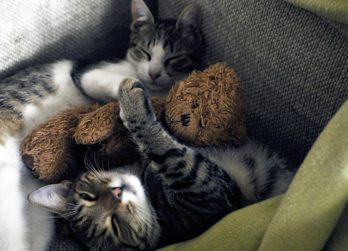 85 Adorable Animal Family Portraits