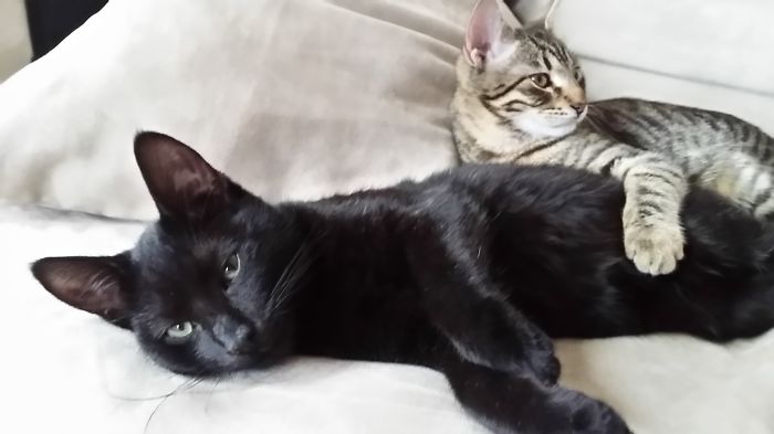 85 Adorable Animal Family Portraits