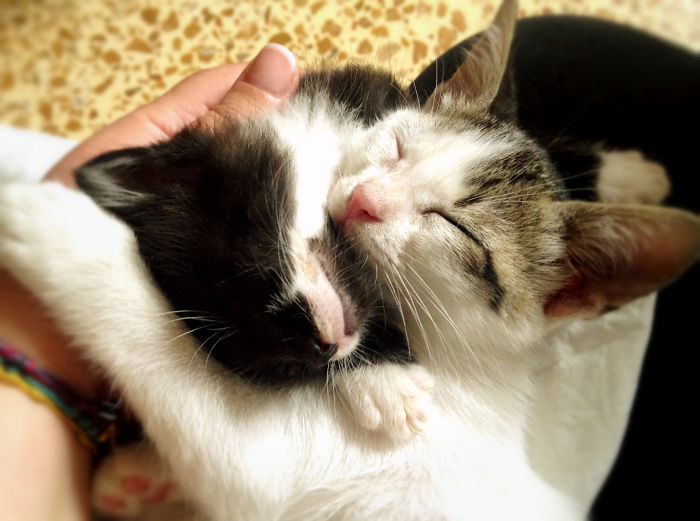 85 Adorable Animal Family Portraits