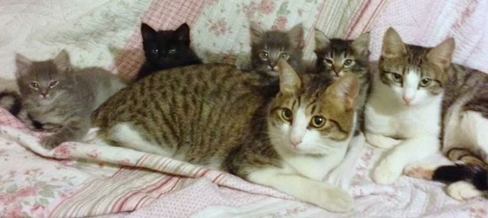 85 Adorable Animal Family Portraits