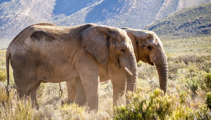 85 Adorable Animal Family Portraits