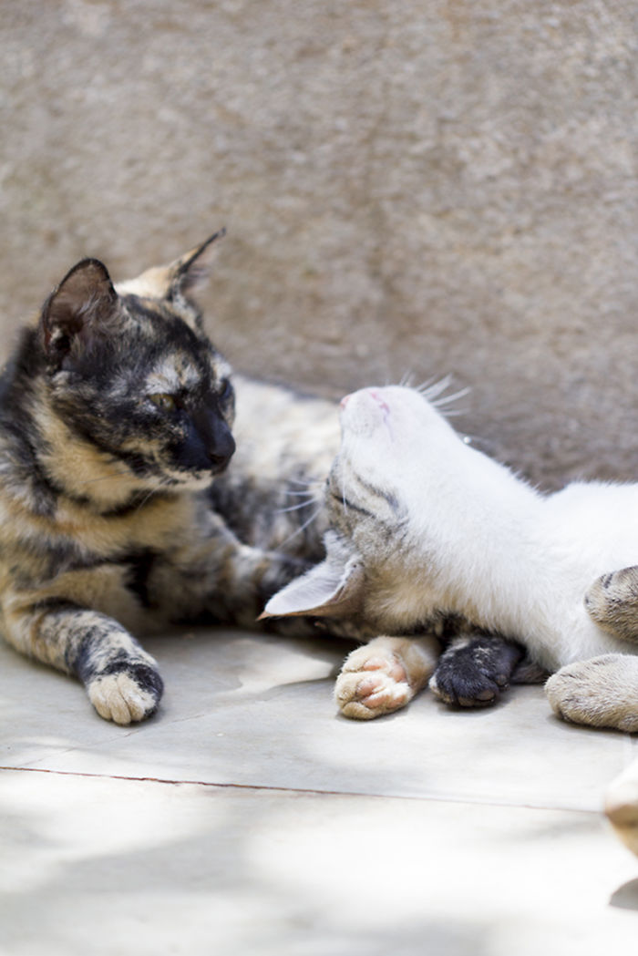 85 Adorable Animal Family Portraits