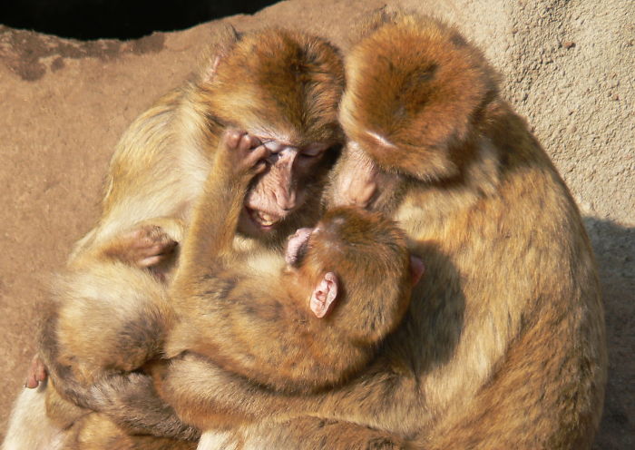 85 Adorable Animal Family Portraits