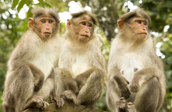 85 Adorable Animal Family Portraits