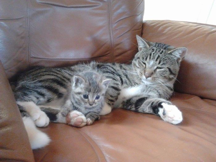 85 Adorable Animal Family Portraits