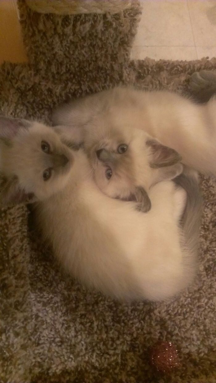 85 Adorable Animal Family Portraits