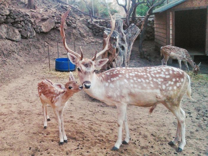 85 Adorable Animal Family Portraits