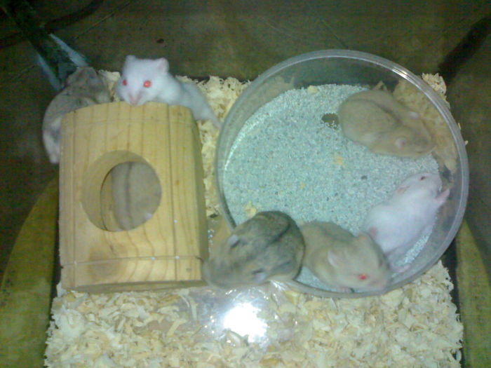 85 Adorable Animal Family Portraits