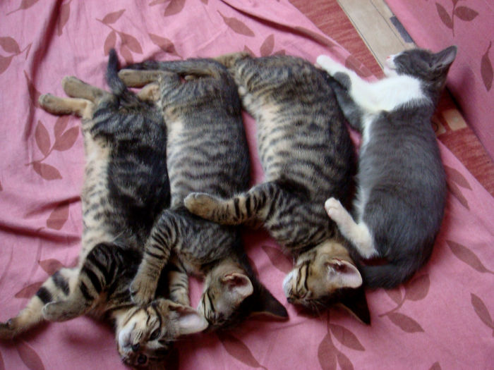 85 Adorable Animal Family Portraits