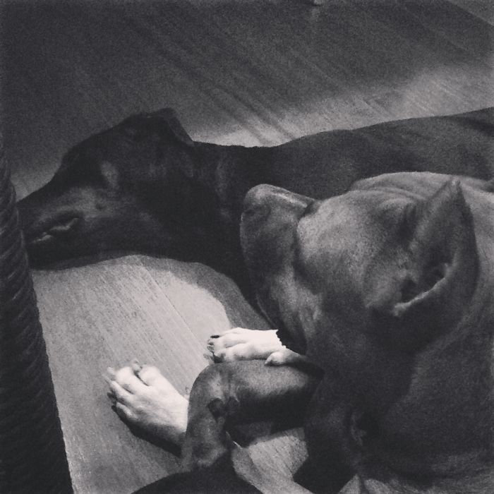 85 Adorable Animal Family Portraits