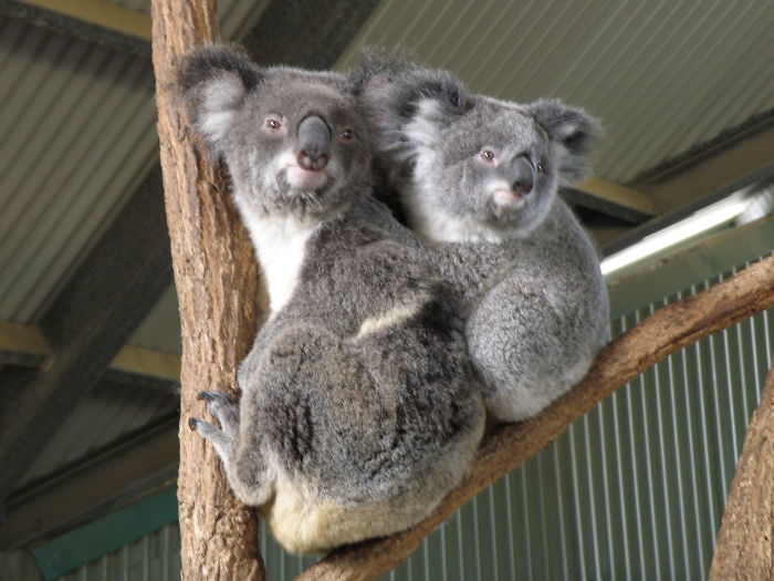 85 Adorable Animal Family Portraits
