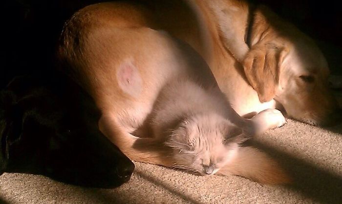 85 Adorable Animal Family Portraits