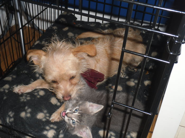 85 Adorable Animal Family Portraits