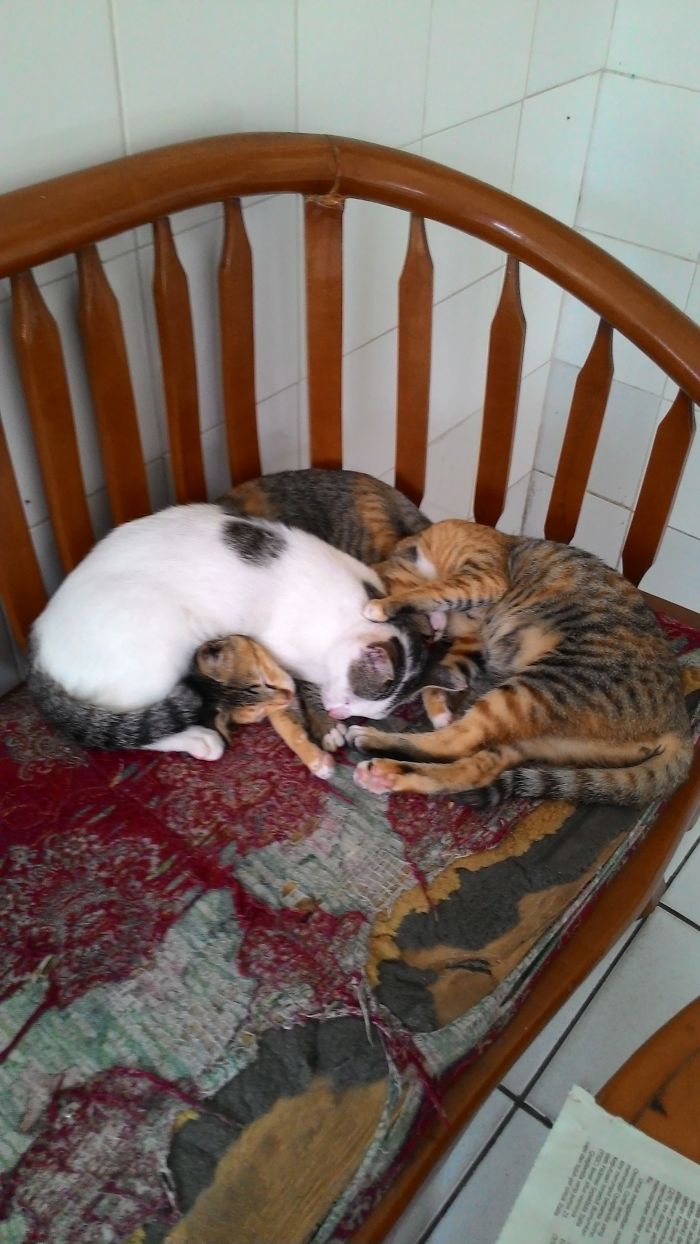 85 Adorable Animal Family Portraits