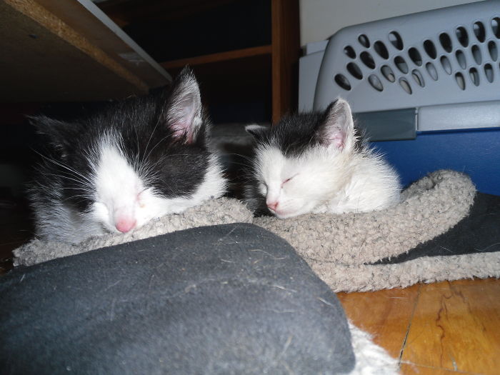 85 Adorable Animal Family Portraits