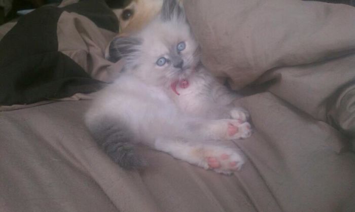 85 Adorable Animal Family Portraits