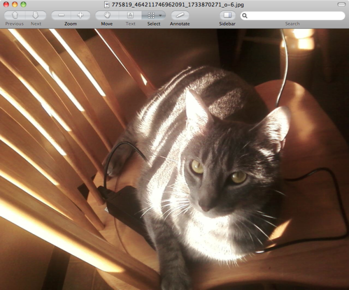 85 Adorable Animal Family Portraits