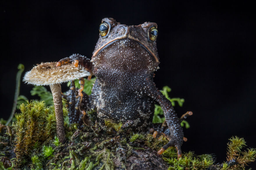 In Search Of Lost Frogs: My Epic Quest To Photograph The Rarest Frogs In The World