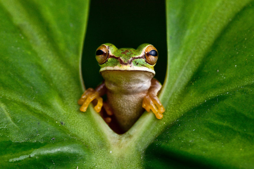 In Search Of Lost Frogs: My Epic Quest To Photograph The Rarest Frogs In The World