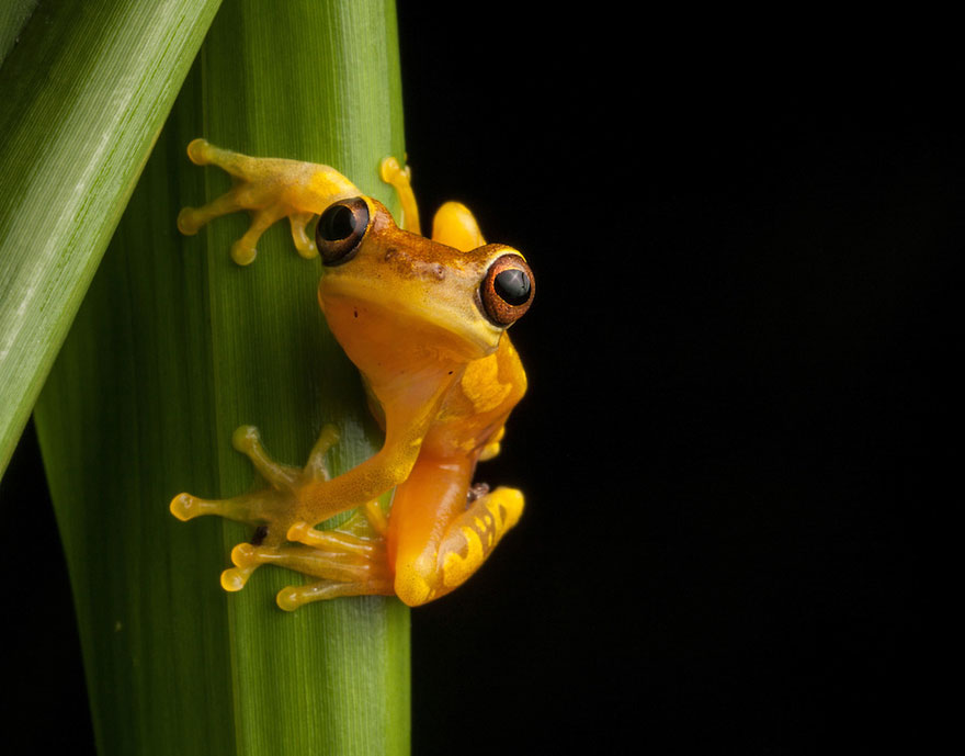 In Search Of Lost Frogs: My Epic Quest To Photograph The Rarest Frogs In The World