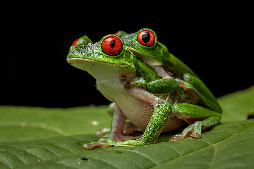 In Search Of Lost Frogs: My Epic Quest To Photograph The Rarest Frogs In The World
