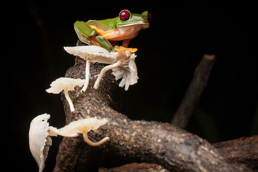 In Search Of Lost Frogs: My Epic Quest To Photograph The Rarest Frogs In The World