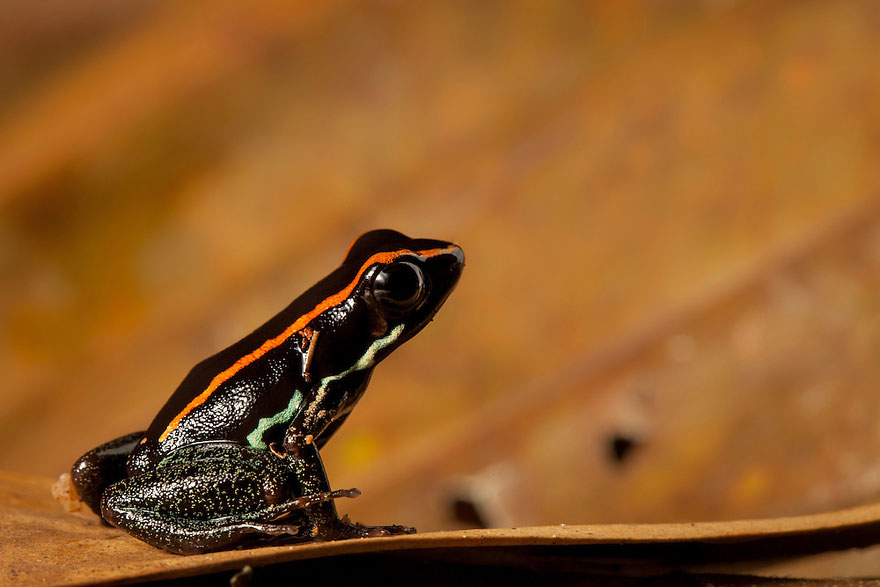 In Search Of Lost Frogs: My Epic Quest To Photograph The Rarest Frogs In The World