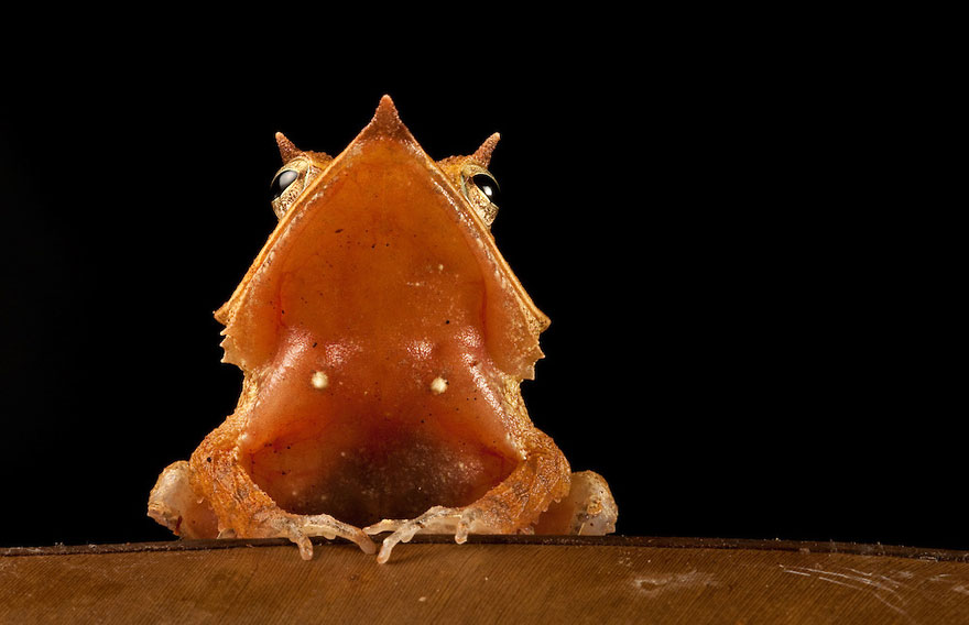 In Search Of Lost Frogs: My Epic Quest To Photograph The Rarest Frogs In The World