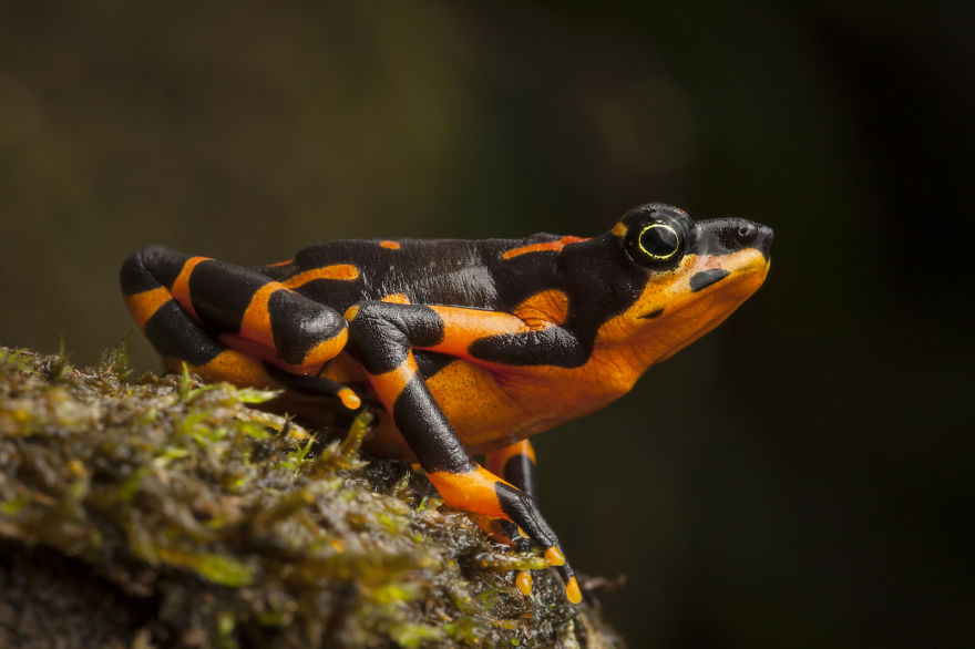In Search Of Lost Frogs: My Epic Quest To Photograph The Rarest Frogs In The World