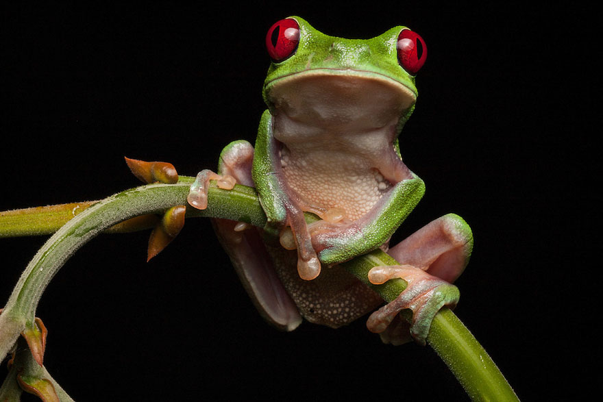 In Search Of Lost Frogs: My Epic Quest To Photograph The Rarest Frogs In The World