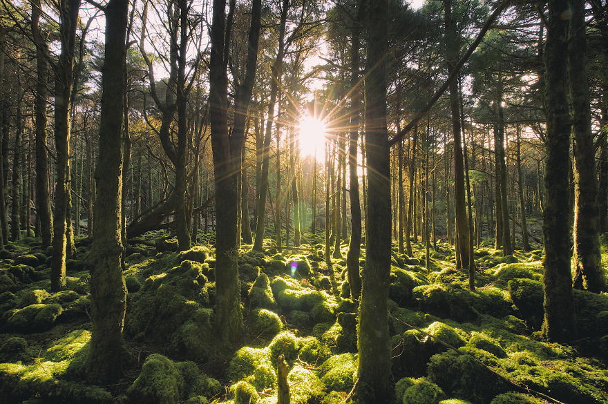 May The Forest Be With You: Post Your Favourite Pictures Of Forests