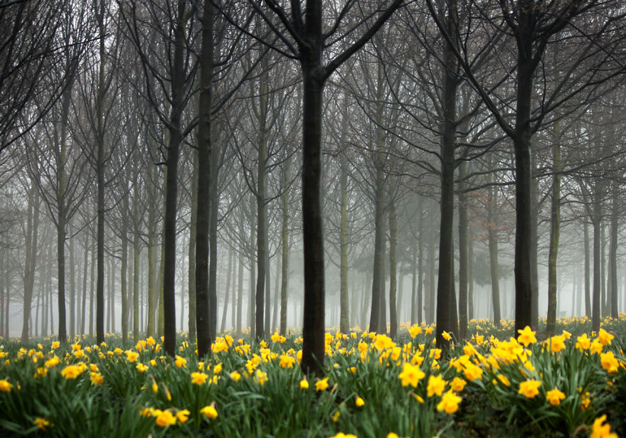 May The Forest Be With You: Post Your Favourite Pictures Of Forests