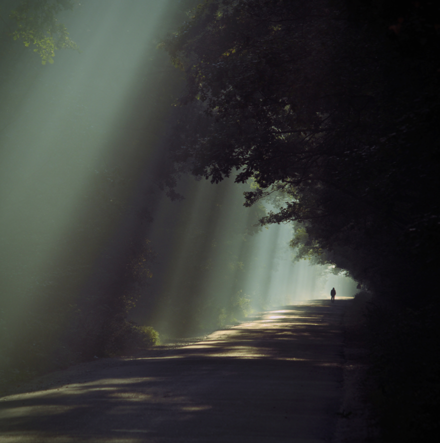 May The Forest Be With You: Post Your Favourite Pictures Of Forests