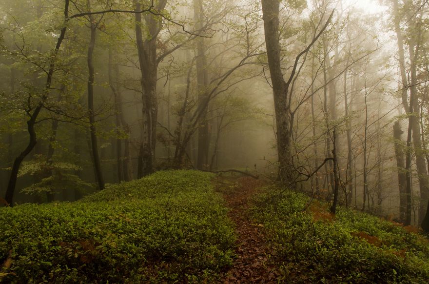 May The Forest Be With You: Post Your Favourite Pictures Of Forests