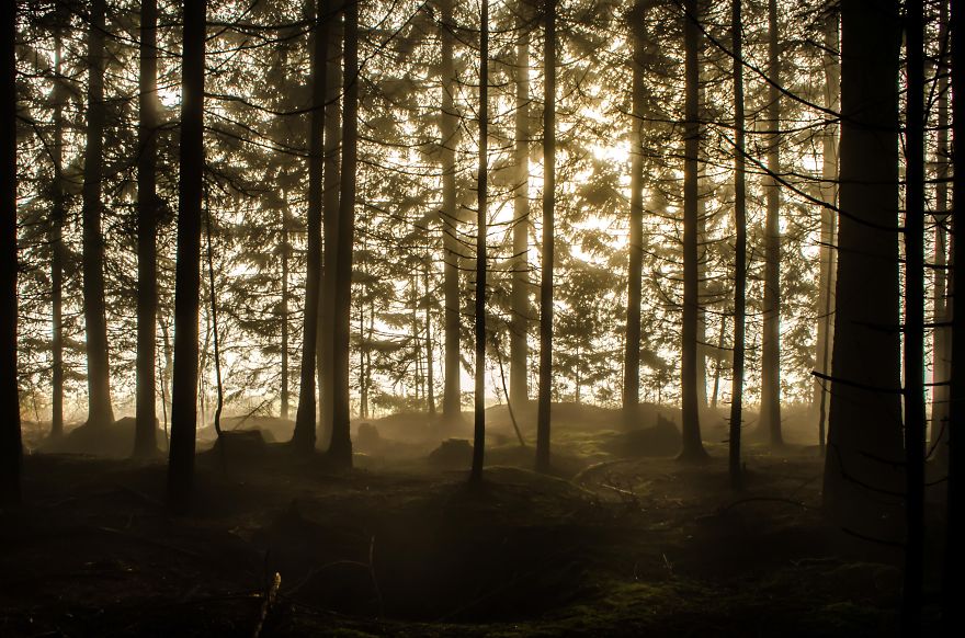 May The Forest Be With You: Post Your Favourite Pictures Of Forests