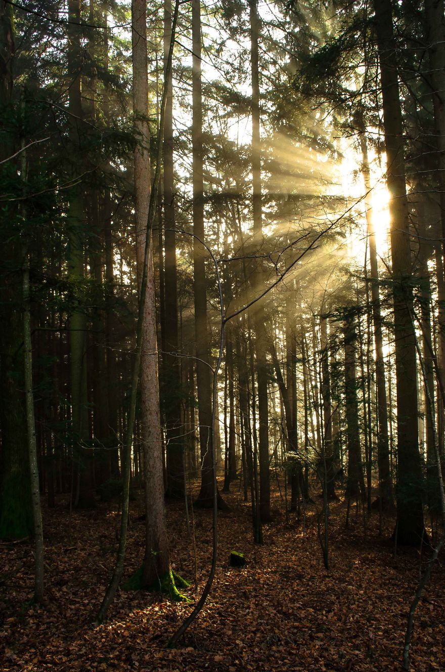 May The Forest Be With You: Post Your Favourite Pictures Of Forests