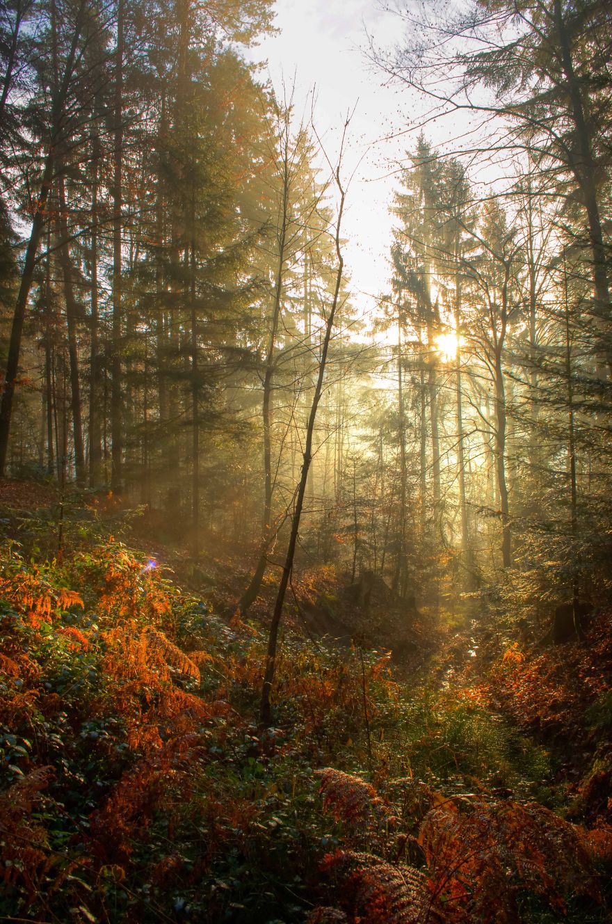 May The Forest Be With You: Post Your Favourite Pictures Of Forests