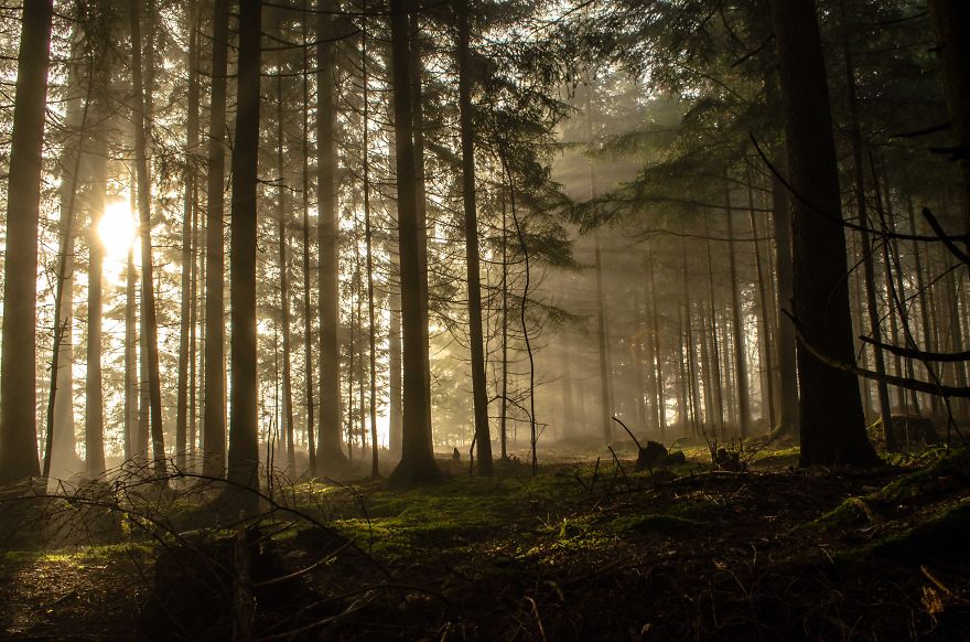 May The Forest Be With You: Post Your Favourite Pictures Of Forests