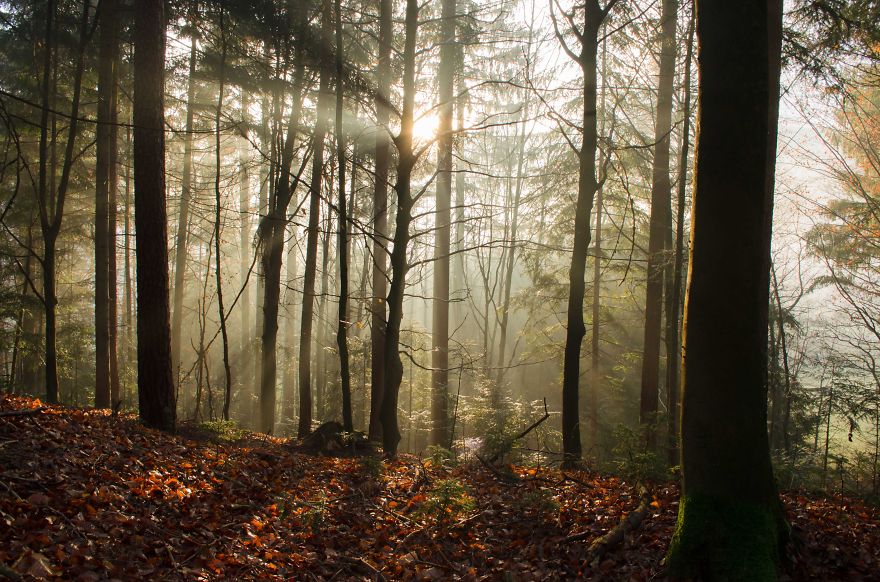 May The Forest Be With You: Post Your Favourite Pictures Of Forests