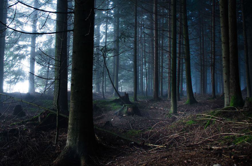 May The Forest Be With You: Post Your Favourite Pictures Of Forests